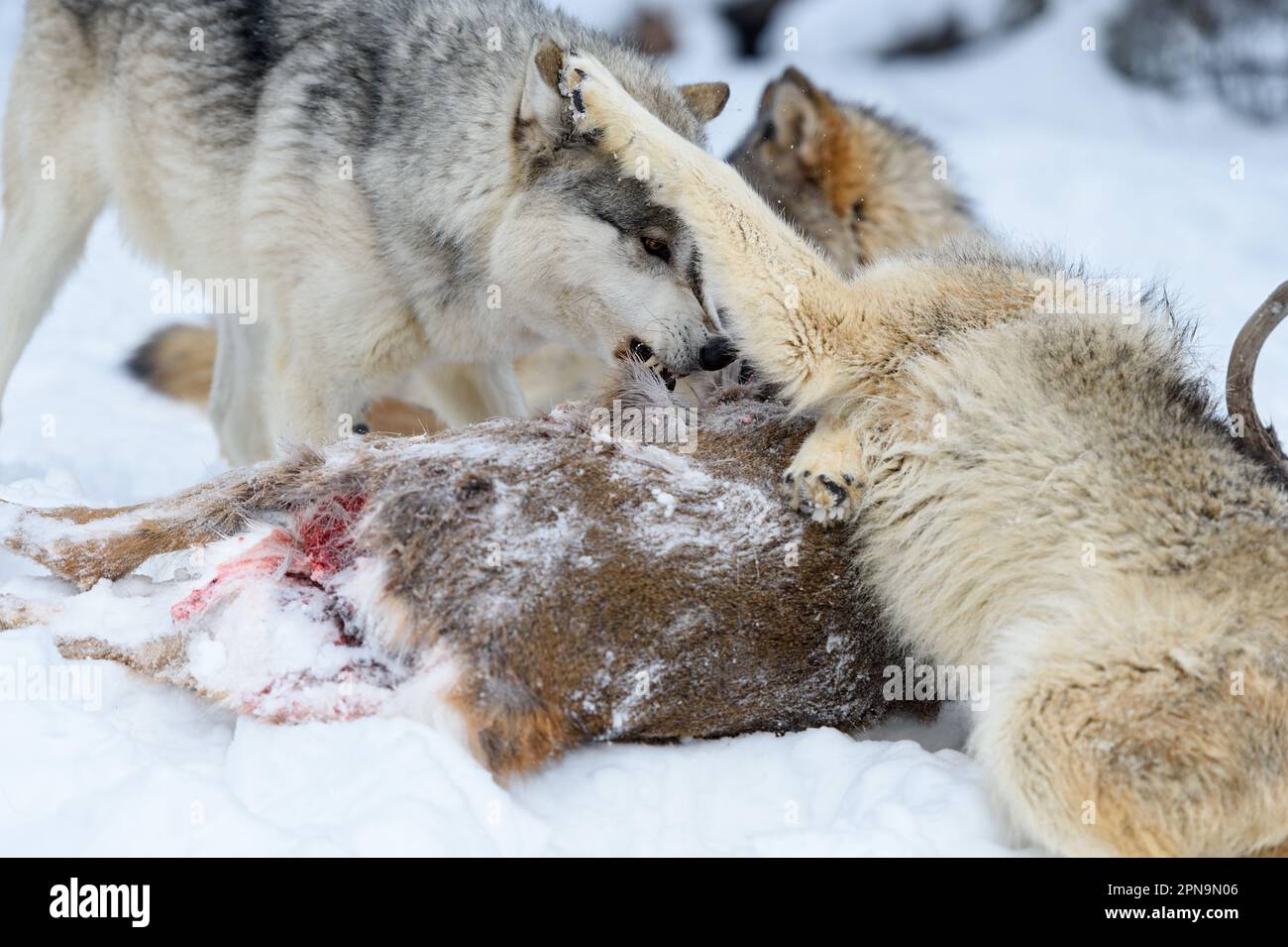 Wolf (Canis lupus) Paws at Face of Second Over Body of Deer Winter - captive animals Stock Photo