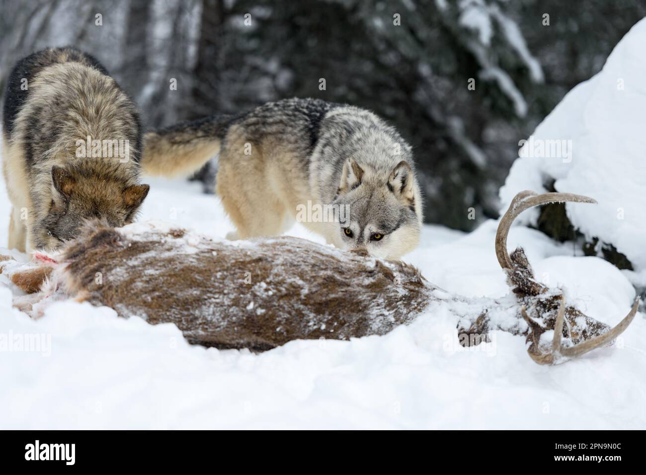 Wolves (Canis lupus) Behind Body of White-Tail Deer Winter - captive animals Stock Photo