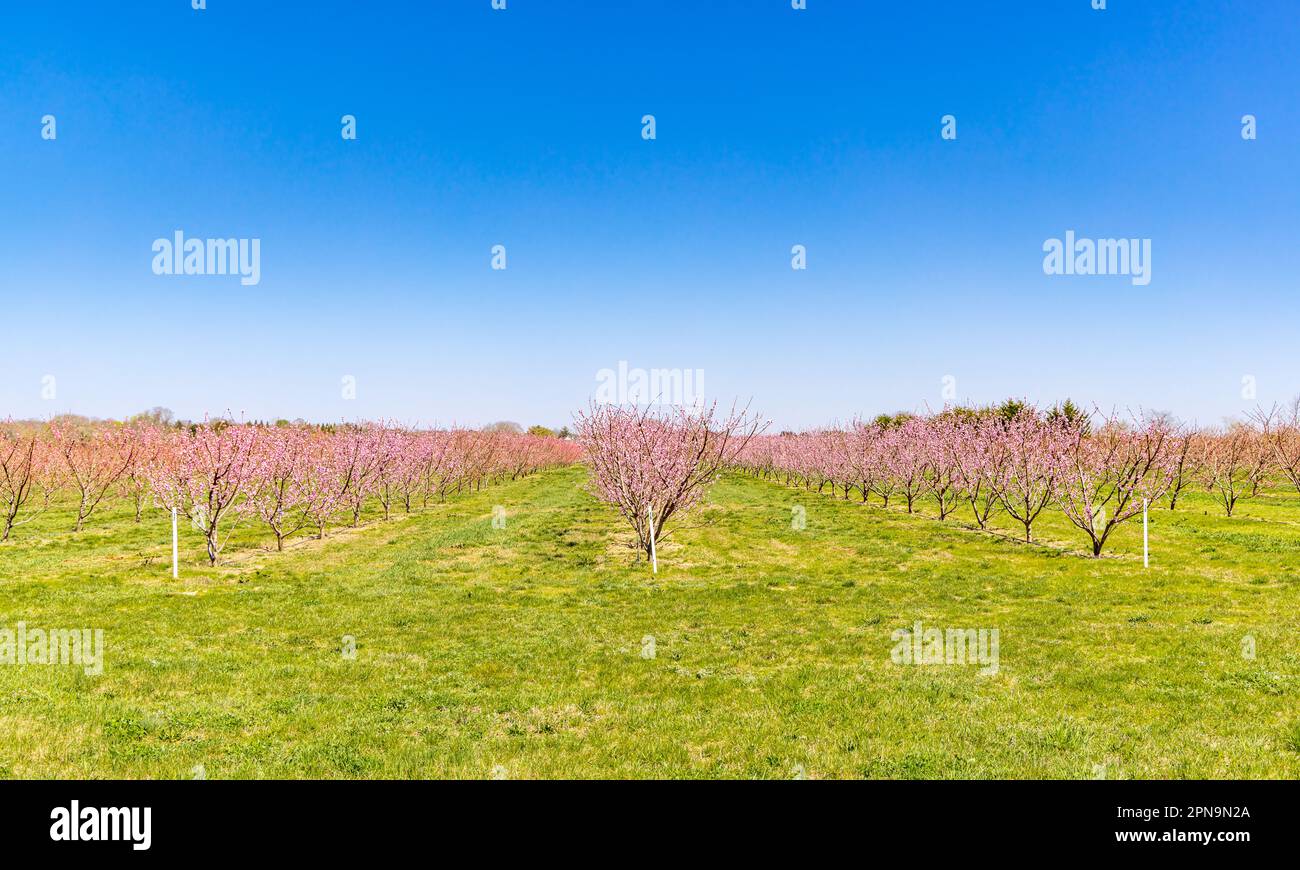 rows and rows of flowering pink trees in East Hampton, NY Stock Photo