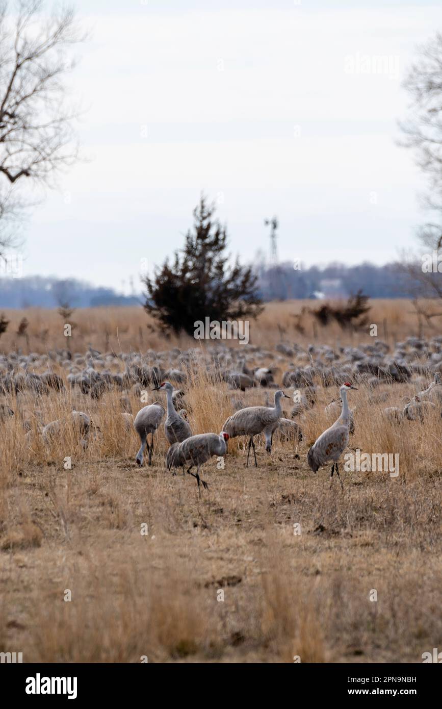 Sandhill Cranes (Antigone canadensis) migrate through Gibbon, Nebraska