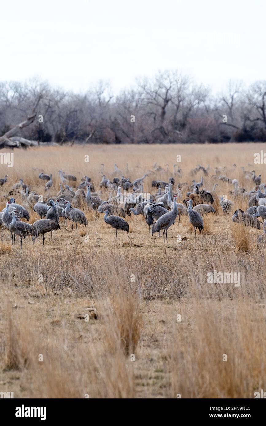 Sandhill Cranes (Antigone canadensis) migrate through Gibbon, Nebraska