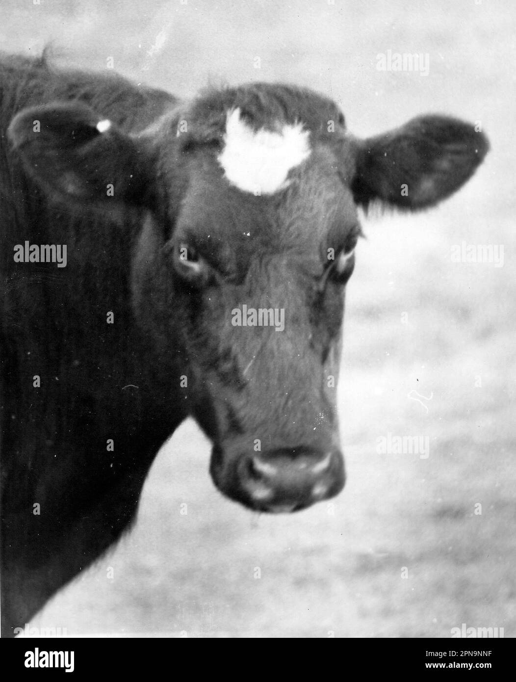 JASMINE THE COW BACK IN HER FIELD ON THE ISLE OF WIGHT AFTER BEING
