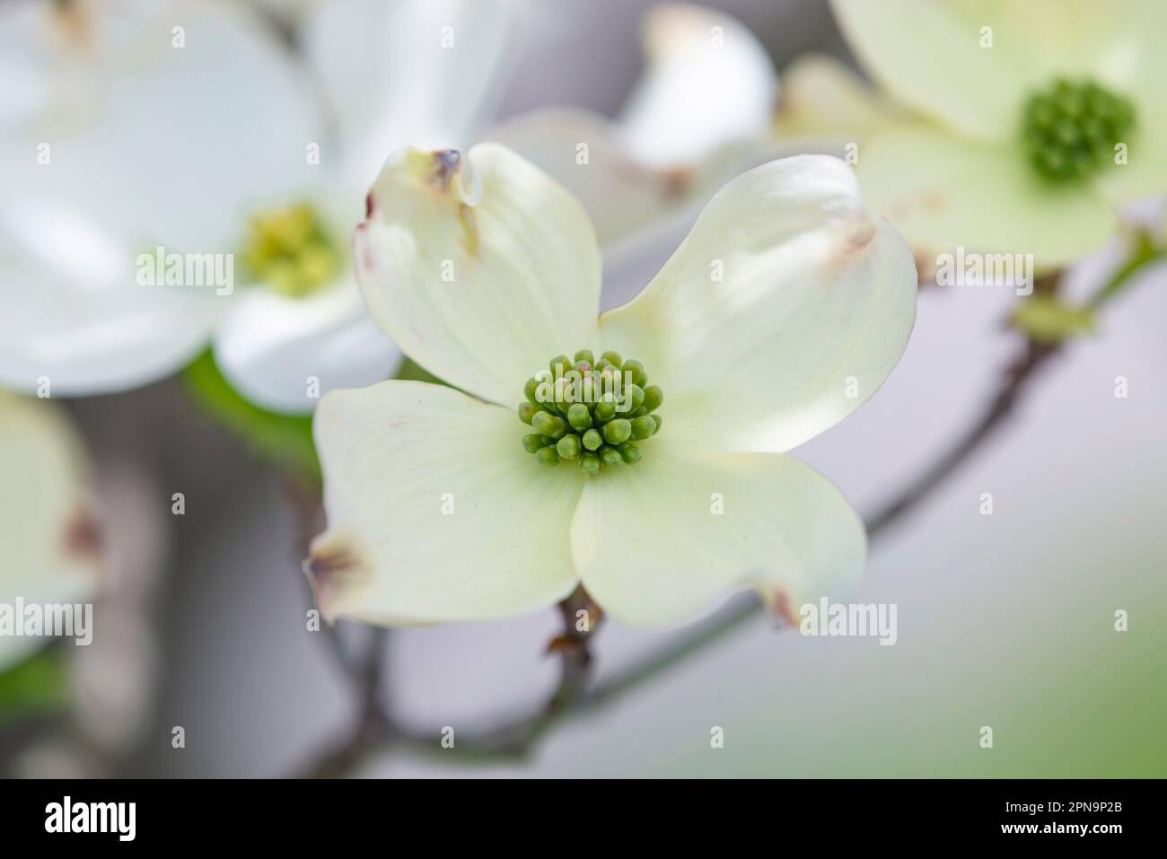Horizontal shot of a Dogwood blossom with shallow depth of field. Stock Photo