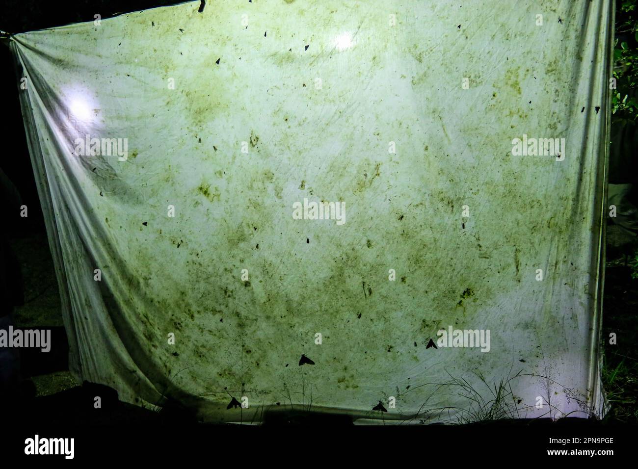 Thomas Van Devender and John Palting, collect insects and critters at