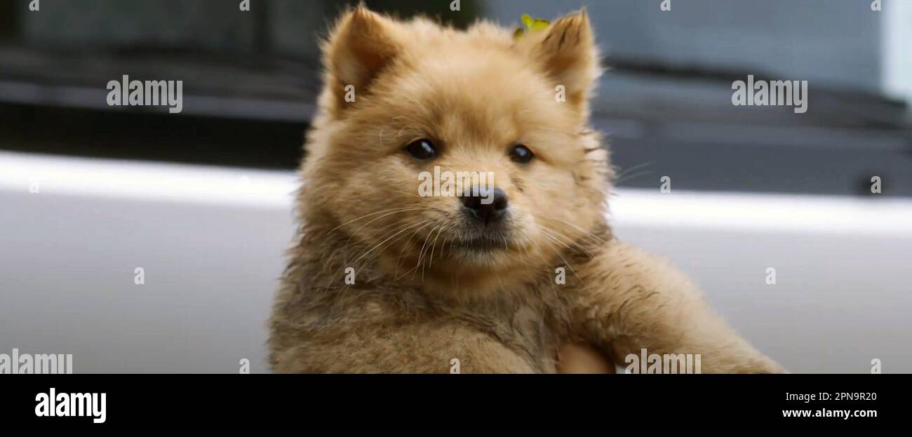 HACHIKO, 2023. © iQIYI Pictures / Courtesy Everett Collection Stock