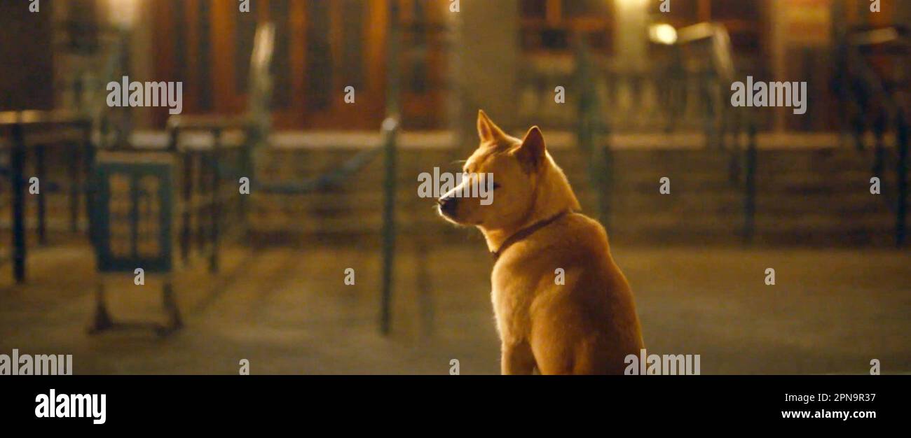 HACHIKO, 2023. © iQIYI Pictures / Courtesy Everett Collection Stock