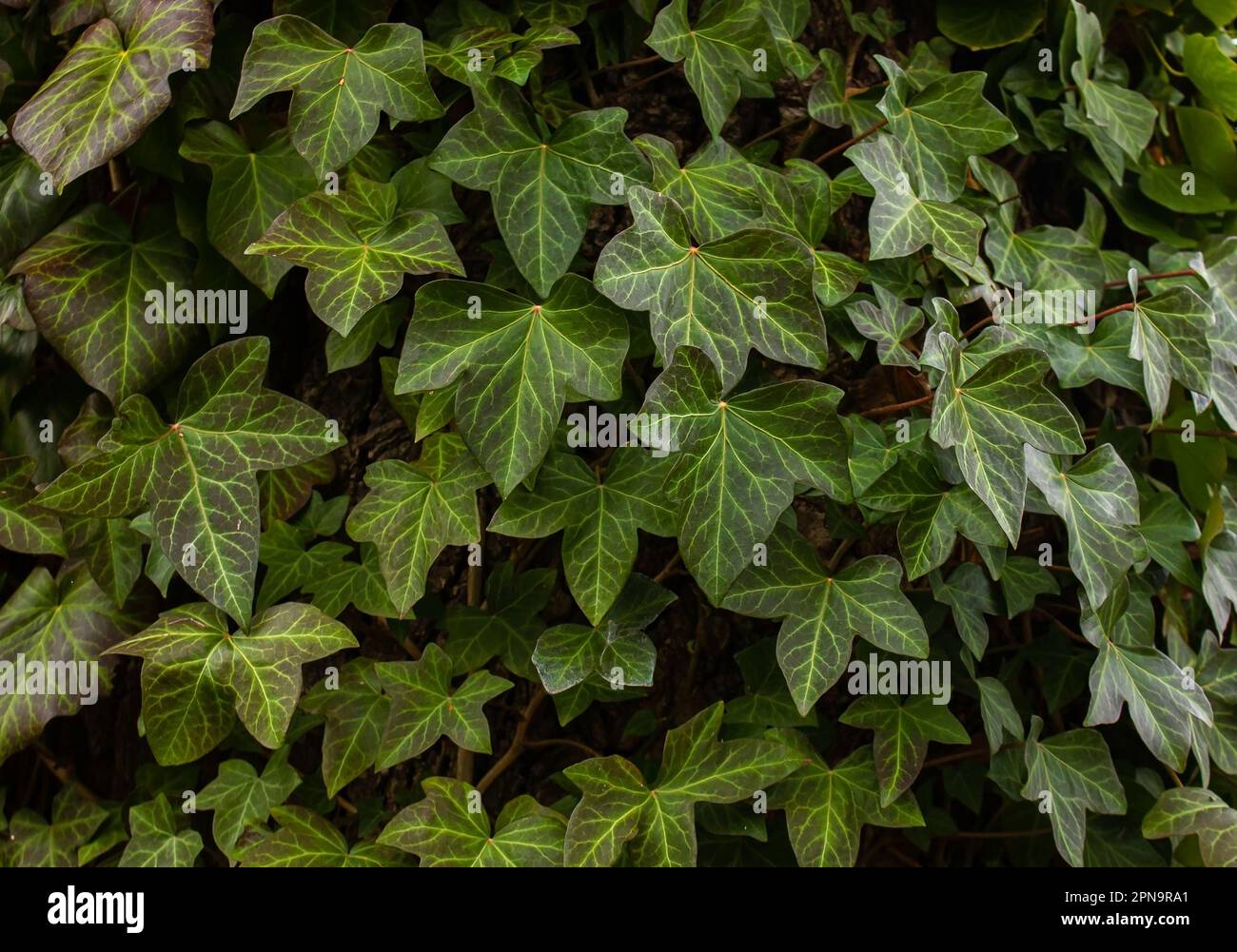 A wall of common Ivy. Usuable as a background or texture. Also known as European ivy, english ivy or ivy. (Hedera helix) Stock Photo