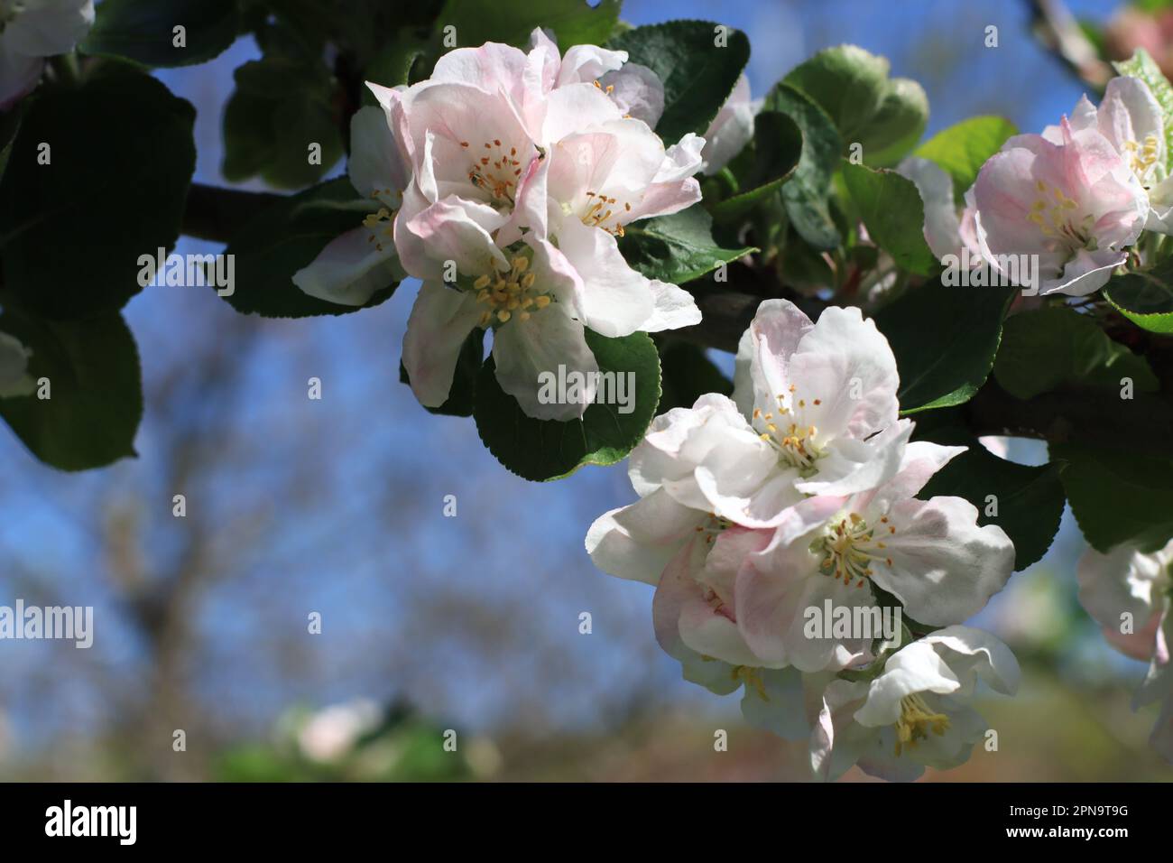 Flor de manzano en primavera Stock Photo