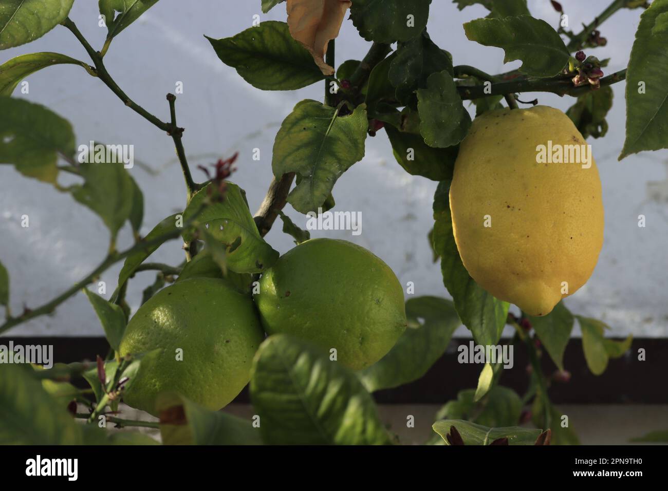 Limones pendiendo de una rama Stock Photo