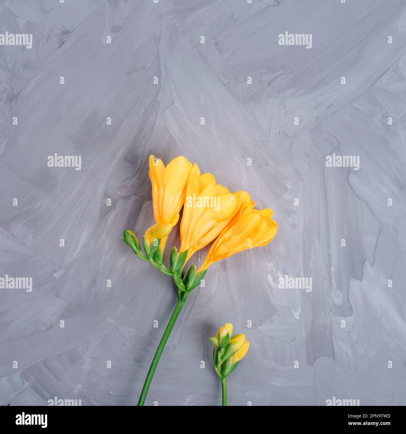 Yellow freesia flower on gray concrete background. Top view, flat lay. Stock Photo