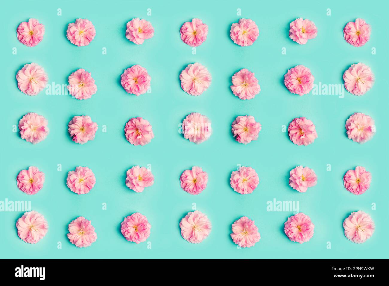 Pink sakura flowers on blue background. Pattern. Stock Photo