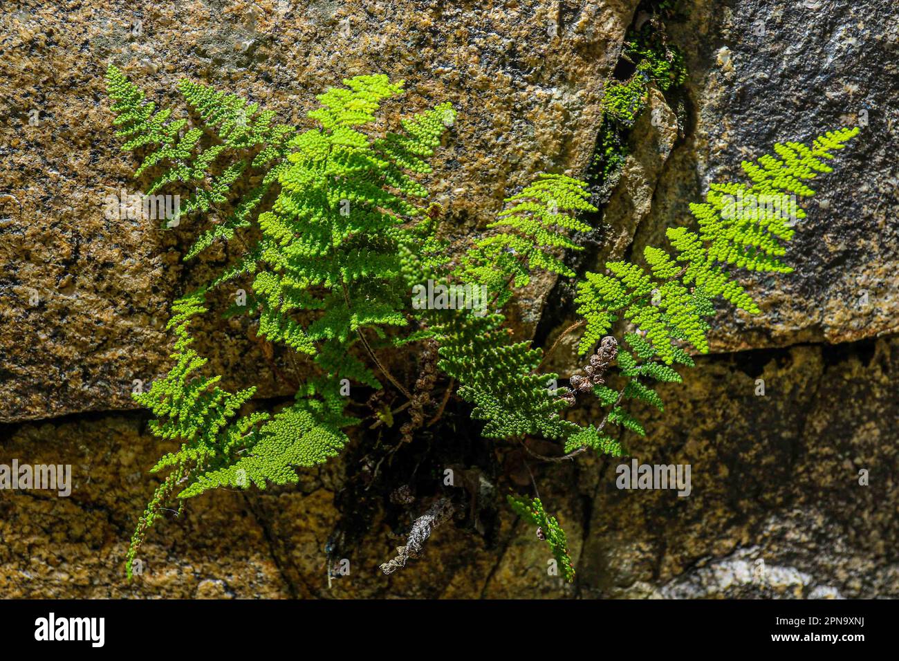 elect. ferns pinnate vascular plants with circinate prefoliation.  During the expedition, biologists and scientists from MEX and the USA from different disciplines of biological sciences and personnel from the AJOS-BAVISPE CONANP National Forest Reserve and Wildlife Refuge, in the Sierra Buenos Aires carry out the Madrean Diversity Expedition (MDE) in Sonora Mexico. Conservation , Nature (© Photo by Luis Gutierrez / Norte Photo) Elecho. helechos plantas vasculares  pinadas y con prefoliación circinada.   Durante expedition de biologos y científicos de MEX y USA de  distintas disciplinas de las Stock Photo