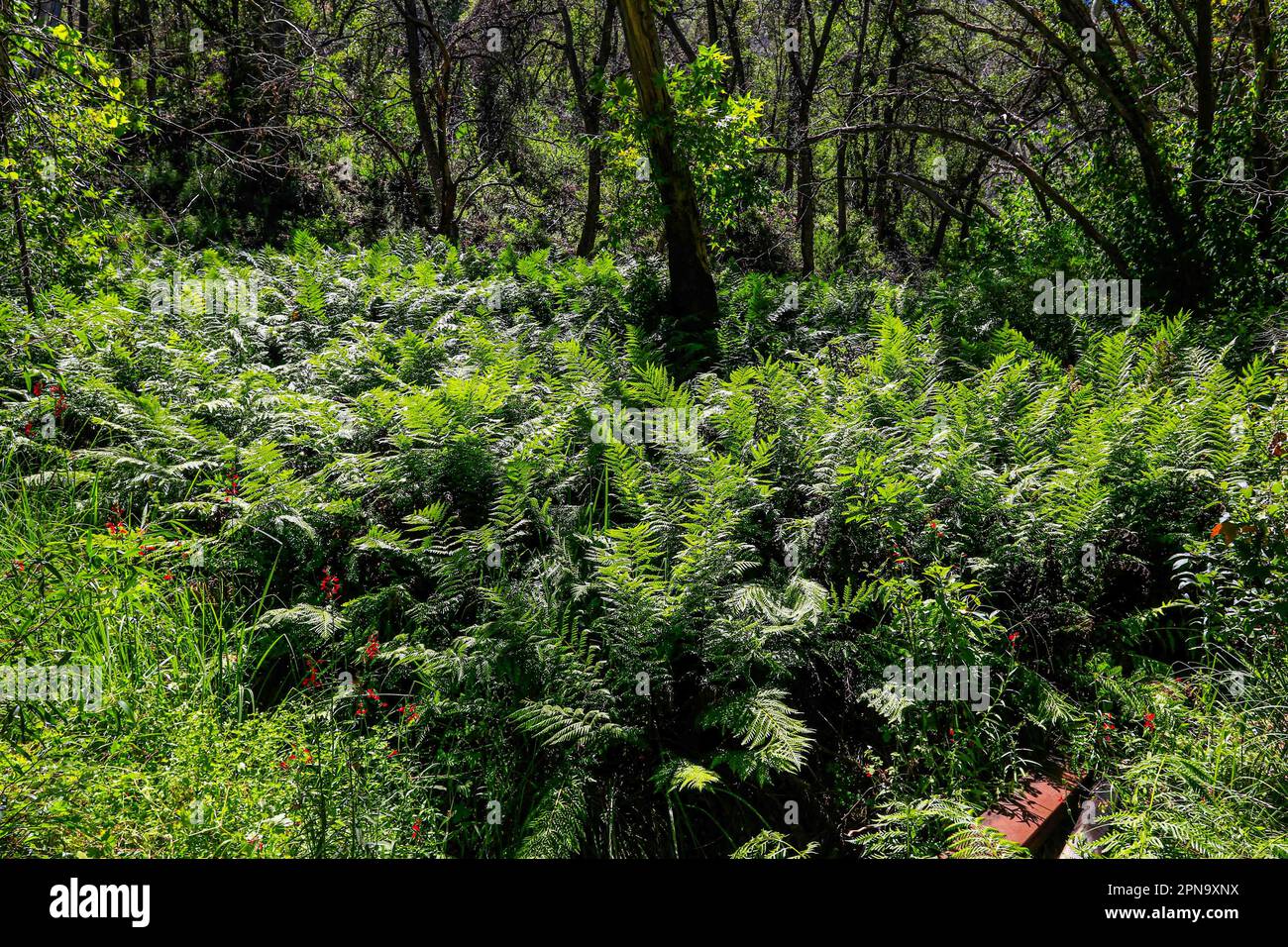 elect. ferns pinnate vascular plants with circinate prefoliation ...