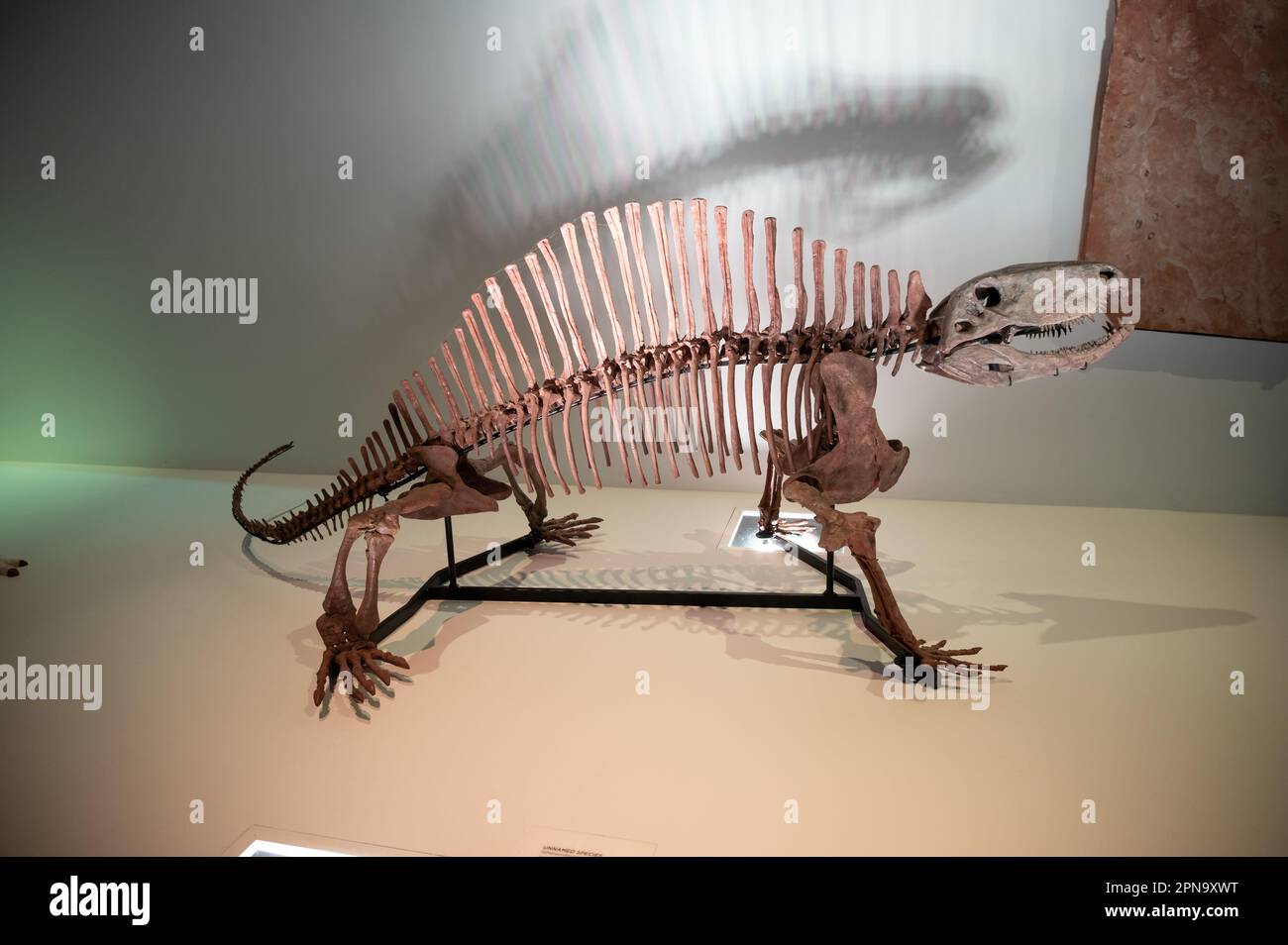 Houston, Texas April 7, 2023 Dinosaur exhibits at the Houston Museum