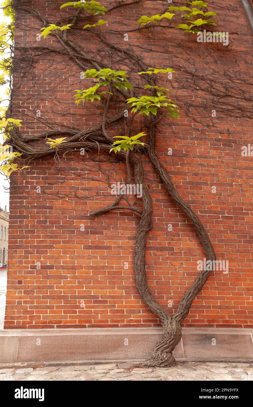 Vine branching into two stems growing out of concrete paving and up a brick wall. Metaphor for resilience, strength, hope, life, divide and conquer Stock Photo