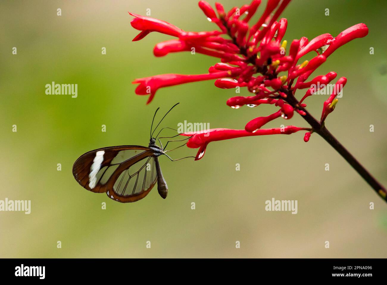 Glasswing Butterfly, Greta oto in Costa Rica Stock Photo