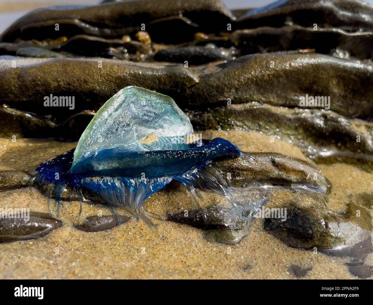 By-the-Sea Sailor washed up onto beach in Orange County, California Stock Photo