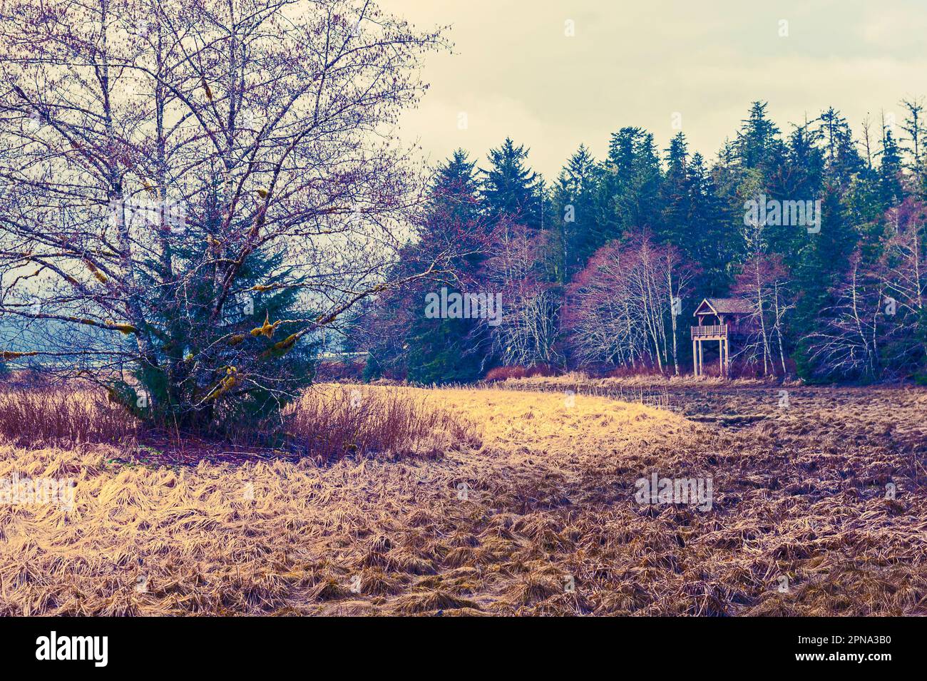 Estuary area at Starrigavan Recreation area near Sitka, Alaska, USA. Stock Photo