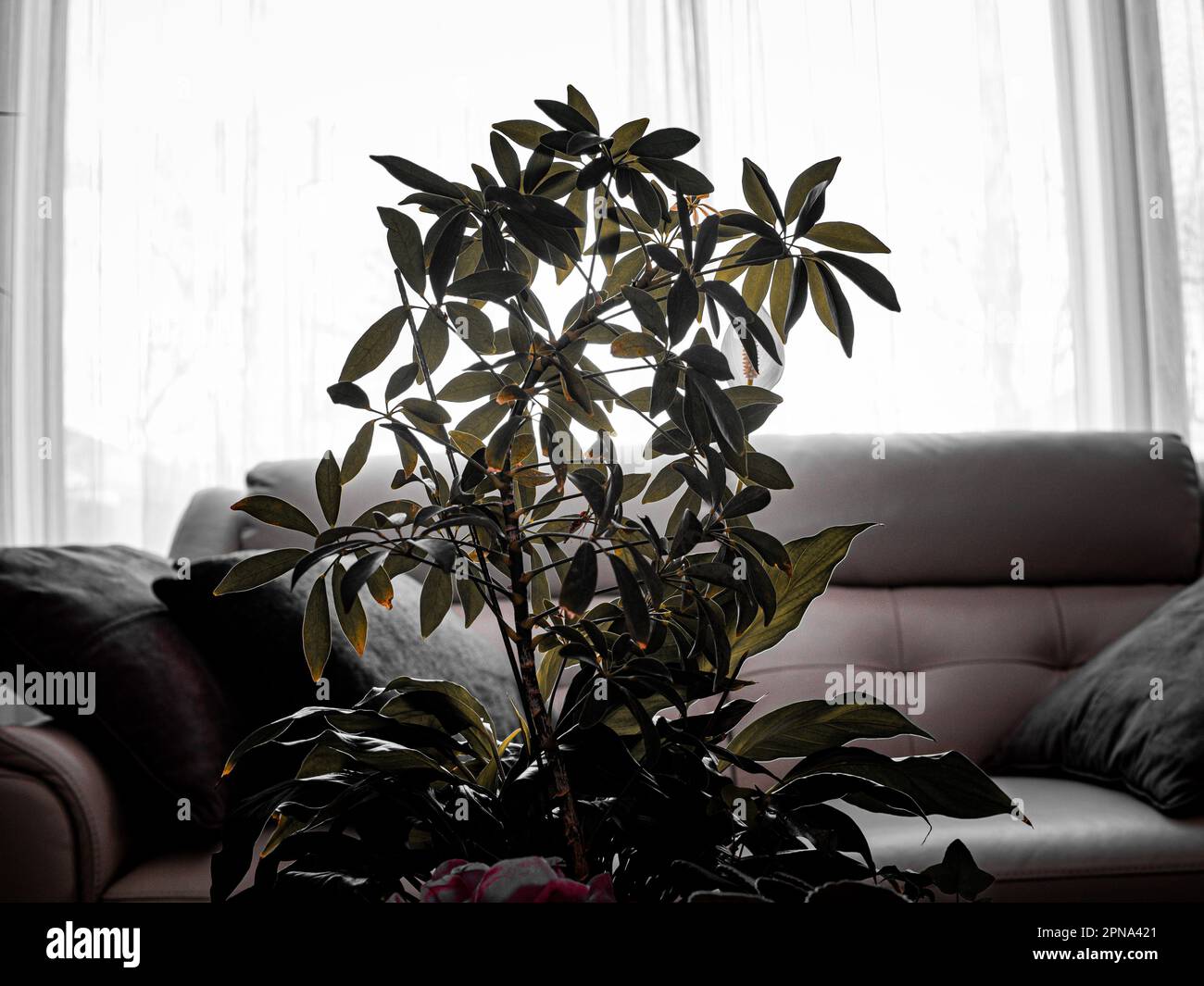 Plastic plant in house interior Stock Photo Alamy
