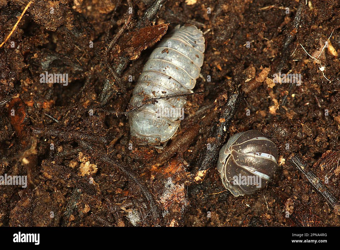 Spheric pill bug (Spherillo sp.) Stock Photo