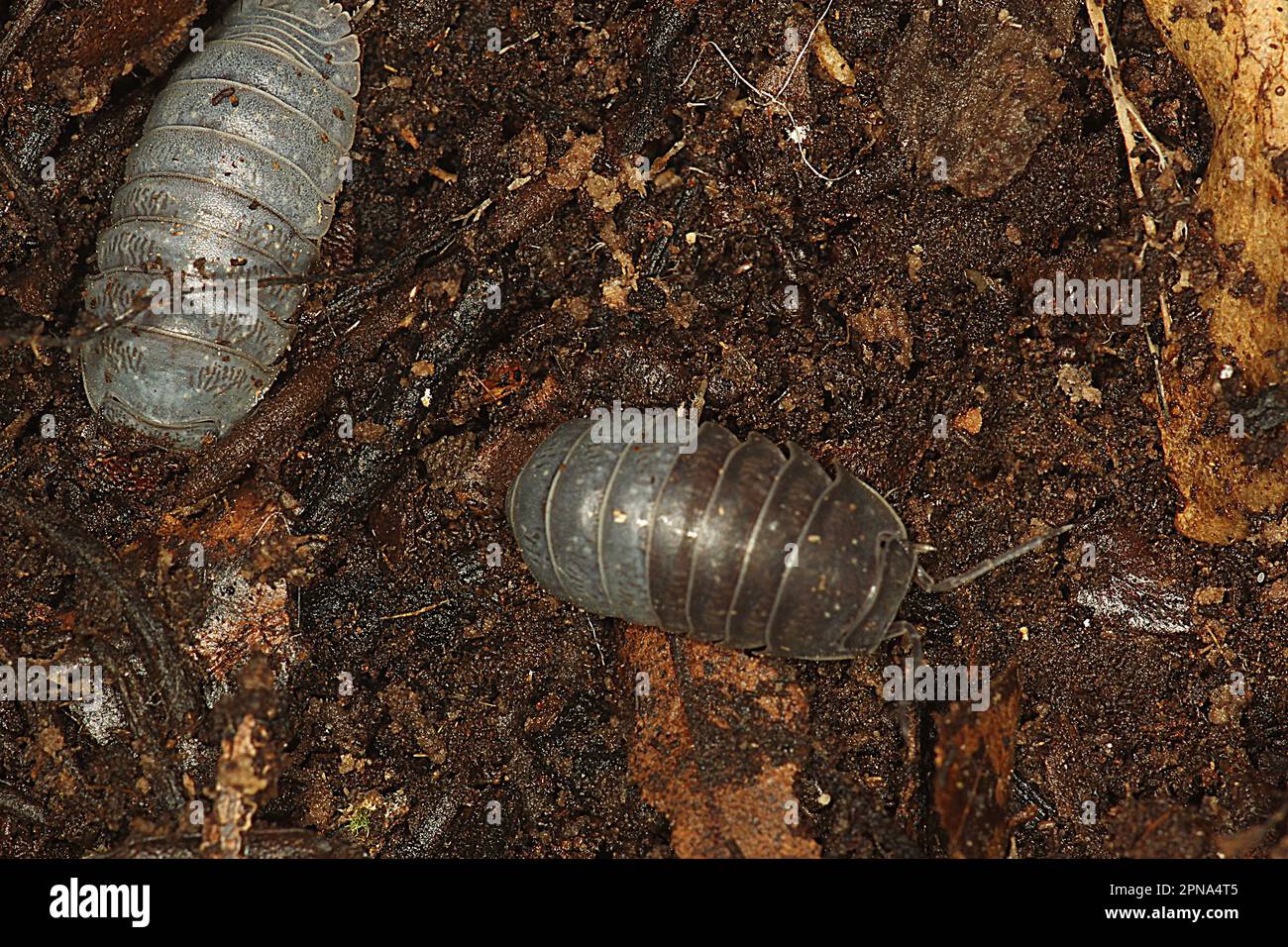 Spheric pill bug (Spherillo sp.) Stock Photo