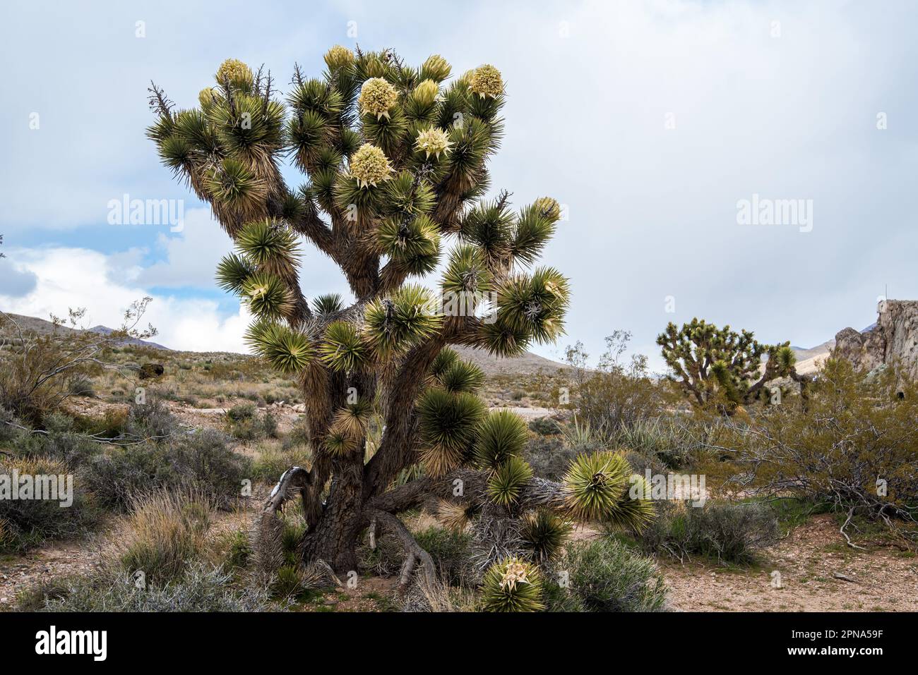 Joshua trees blooming in early spring in the northern Mojave Desert. Stock Photo