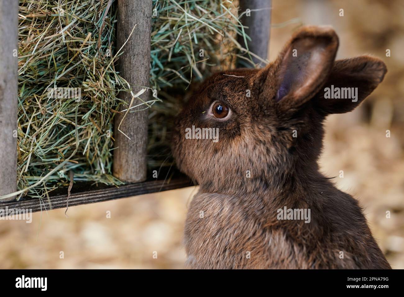 Lifeboat Species Hi-res Stock Photography And Images - Alamy