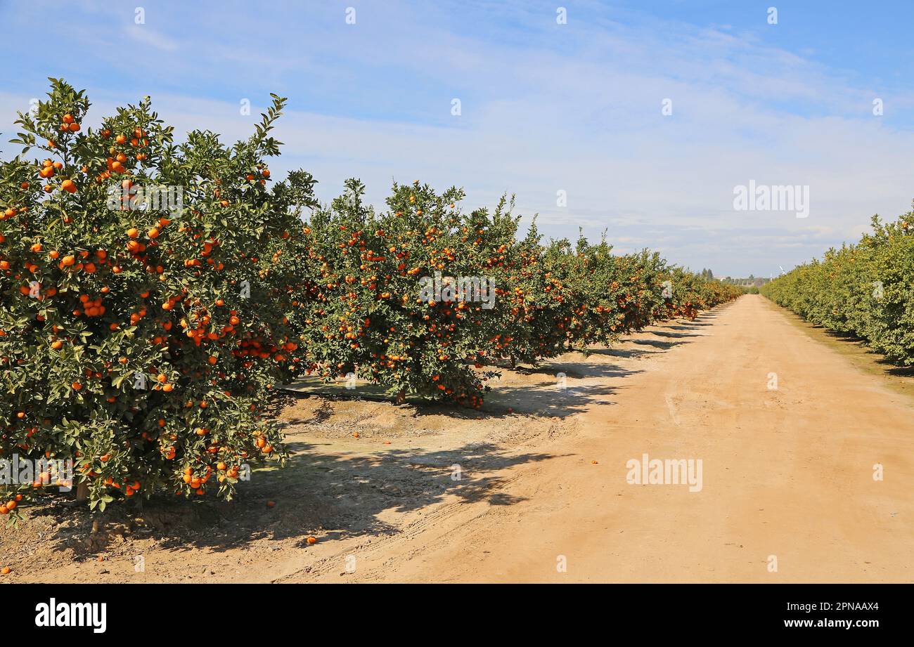 Alley in Tangerine orchard - California Stock Photo