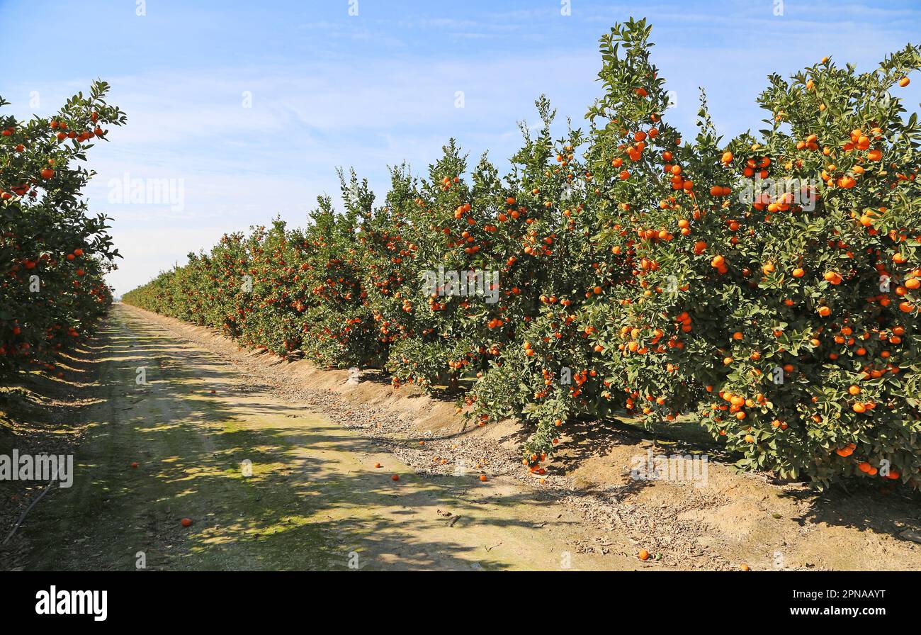 Tangerine orchard California Stock Photo Alamy