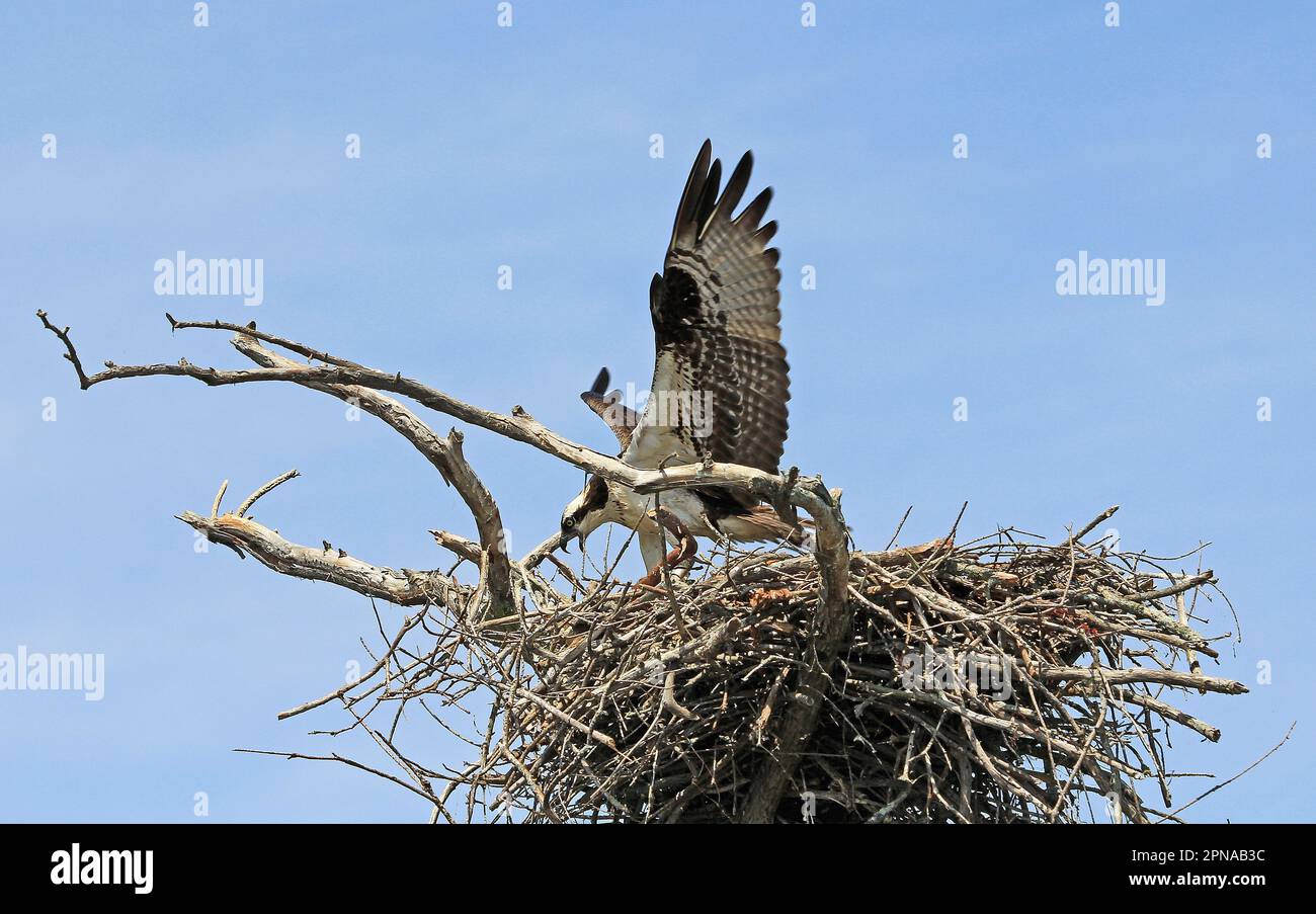 Osprey nest in tree hi-res stock photography and images - Alamy