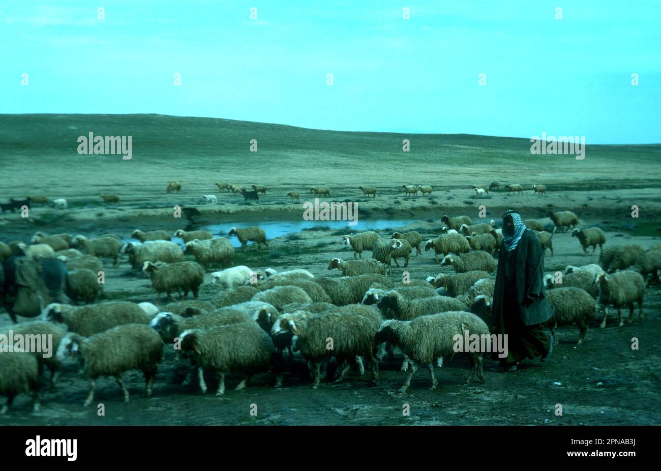 Bedouin shepherd with a flock of sheep in central Iraq 1981 Stock Photo