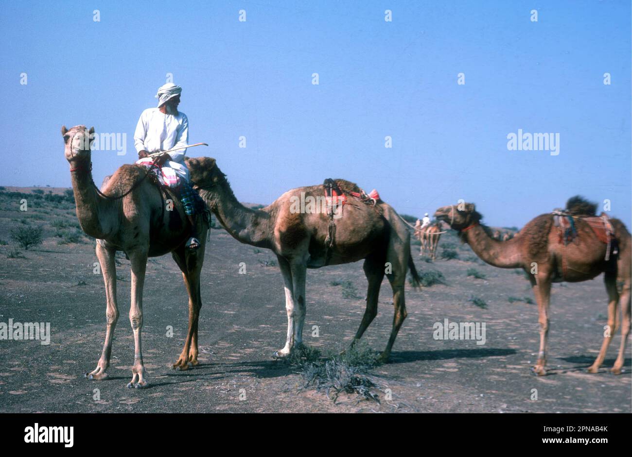 Bedouin riding a camel with pack camels, Ras alKhaimah, UAE 1976 Stock