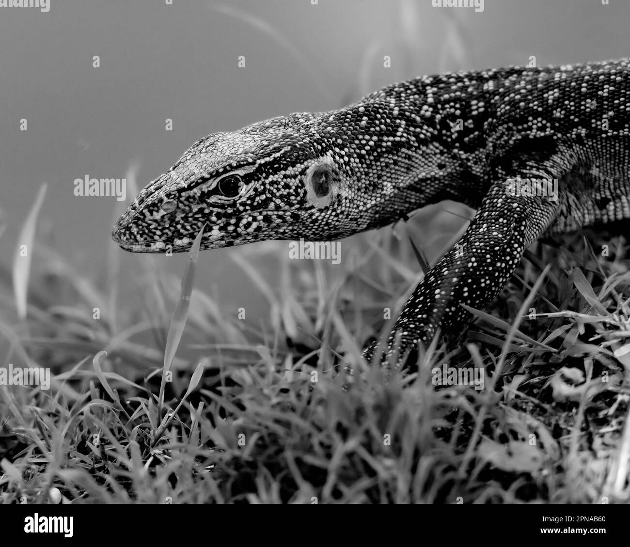 A Monitor Lizard Stock Photo