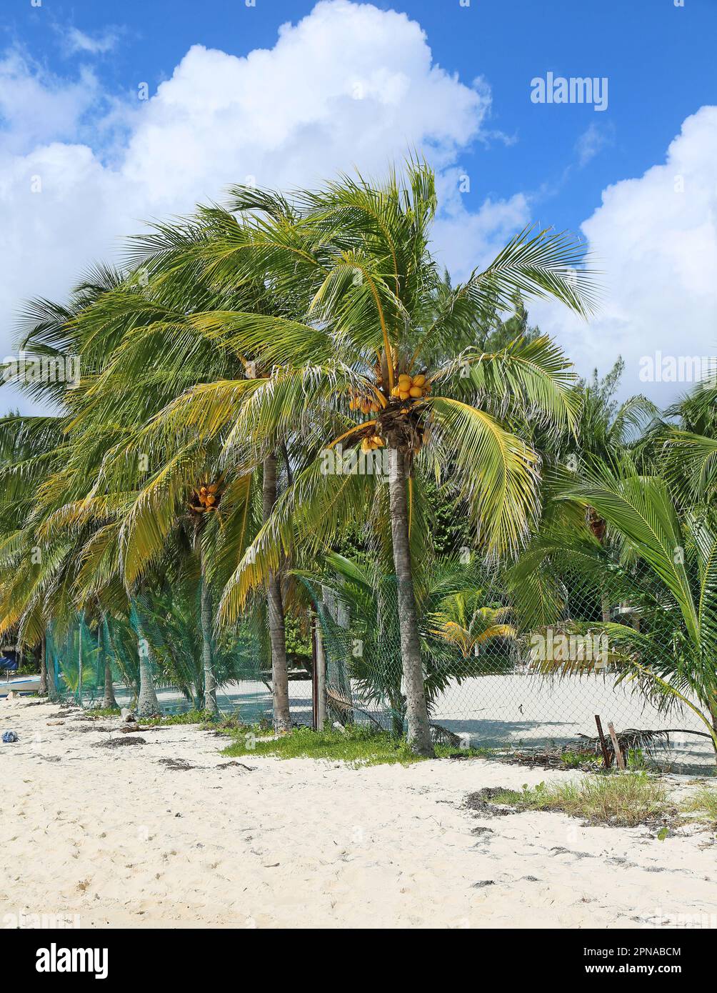 Coconut palm tree Mexico Stock Photo Alamy