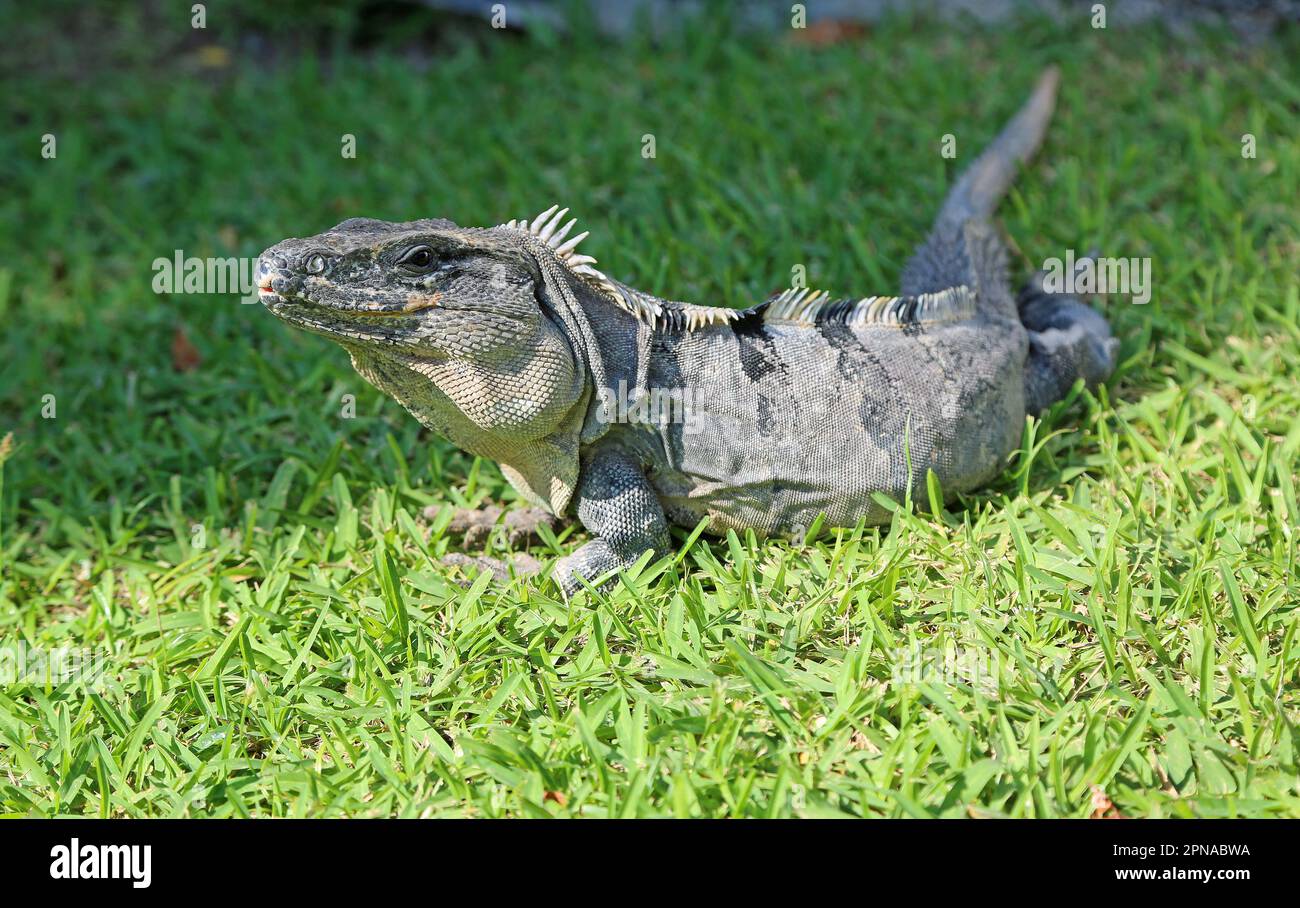 Gray iguana on grass, Mexico Stock Photo