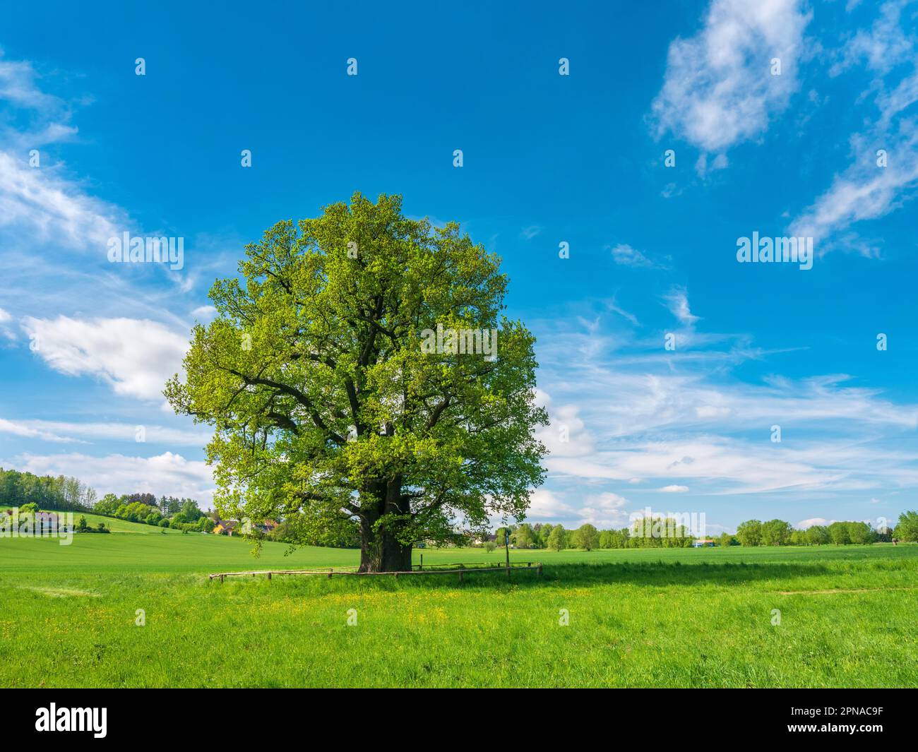 Meadow with old giant solitary oak (Quercus robur) in spring, natural monument, Thuringia, Germany Stock Photo