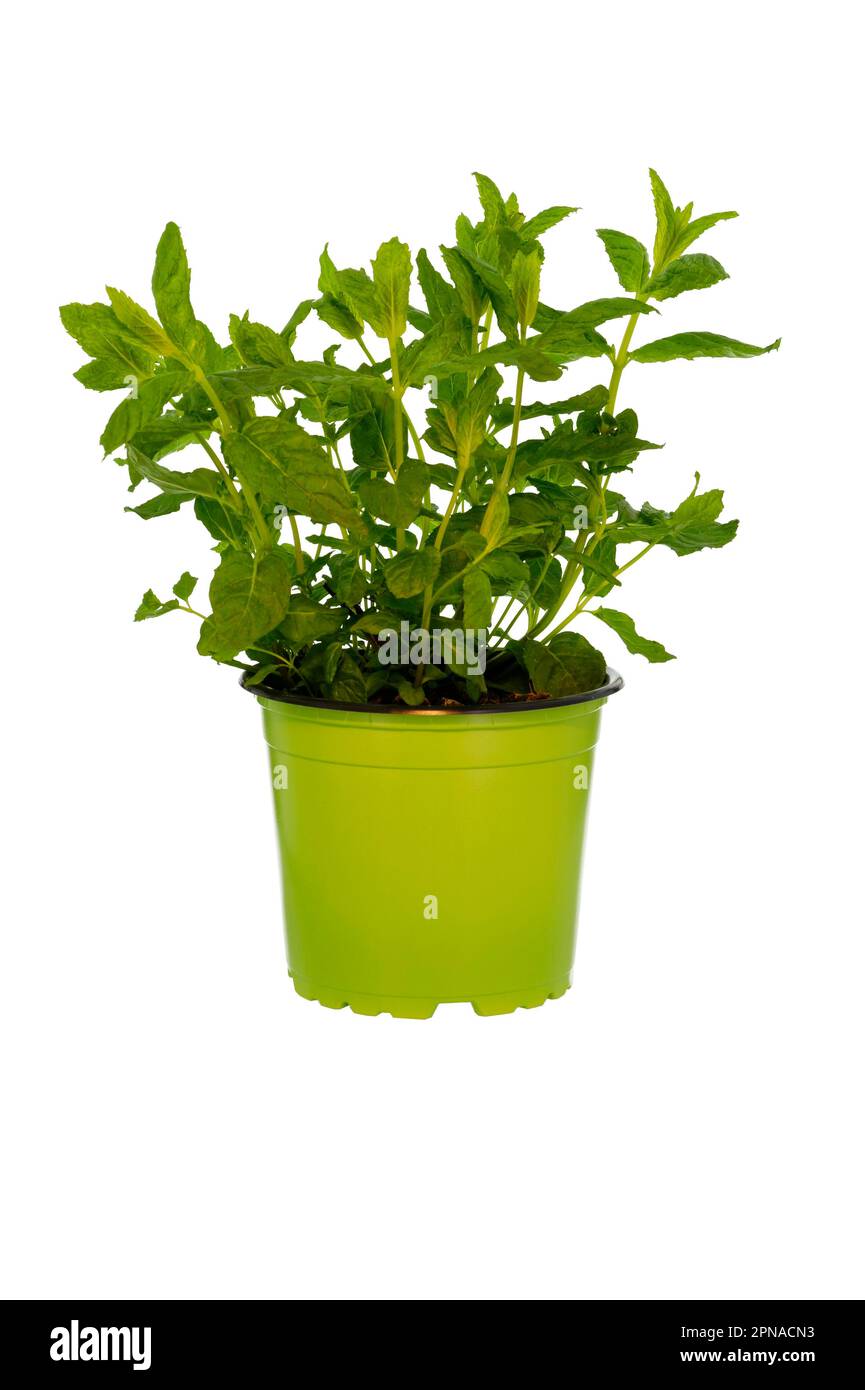 Mint, fresh herbs, kitchen herbs, herb pot, food, exempt plate Stock