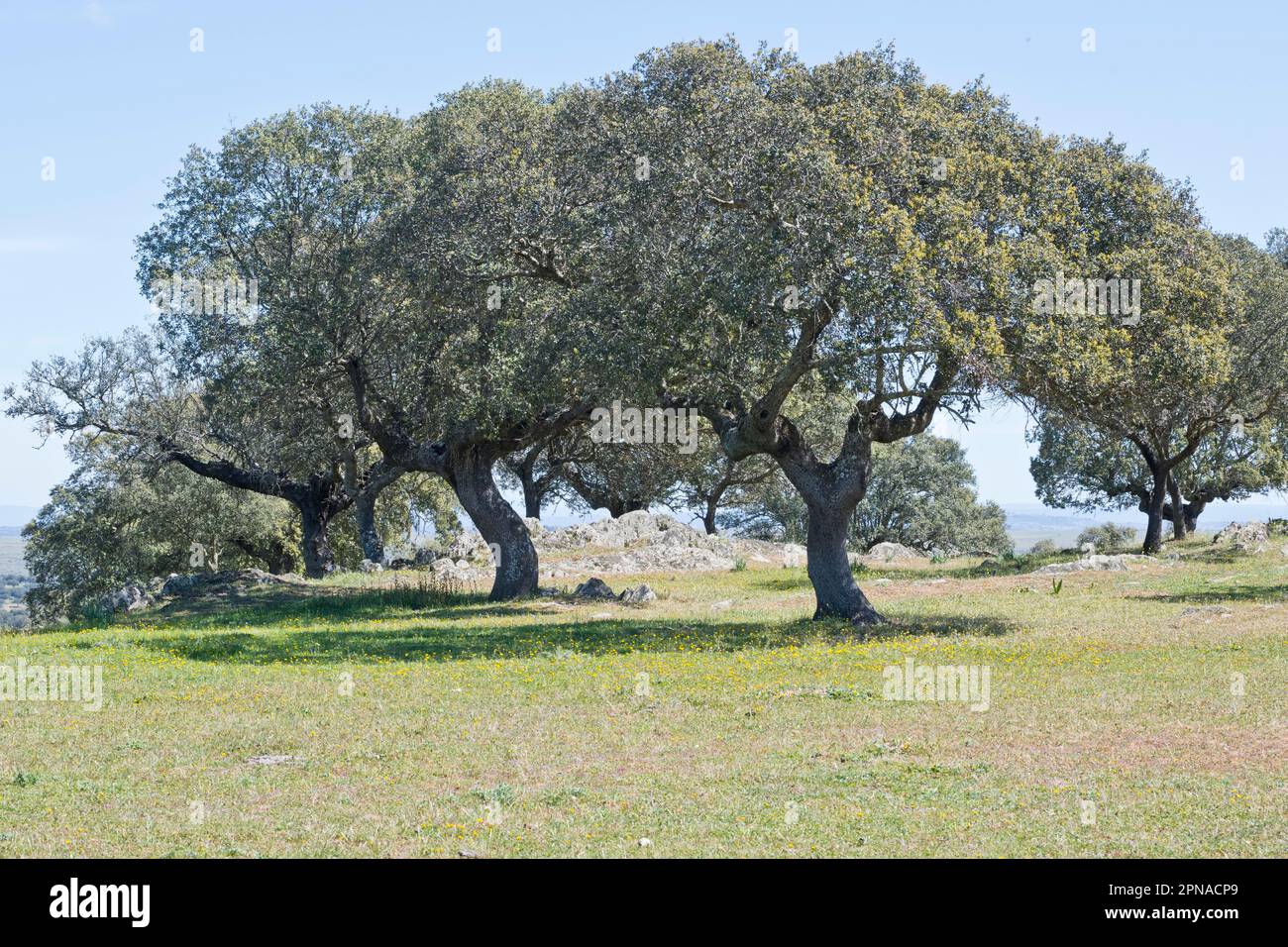 Holm oaks (Quercus ilex), Extremadura, Spain Stock Photo