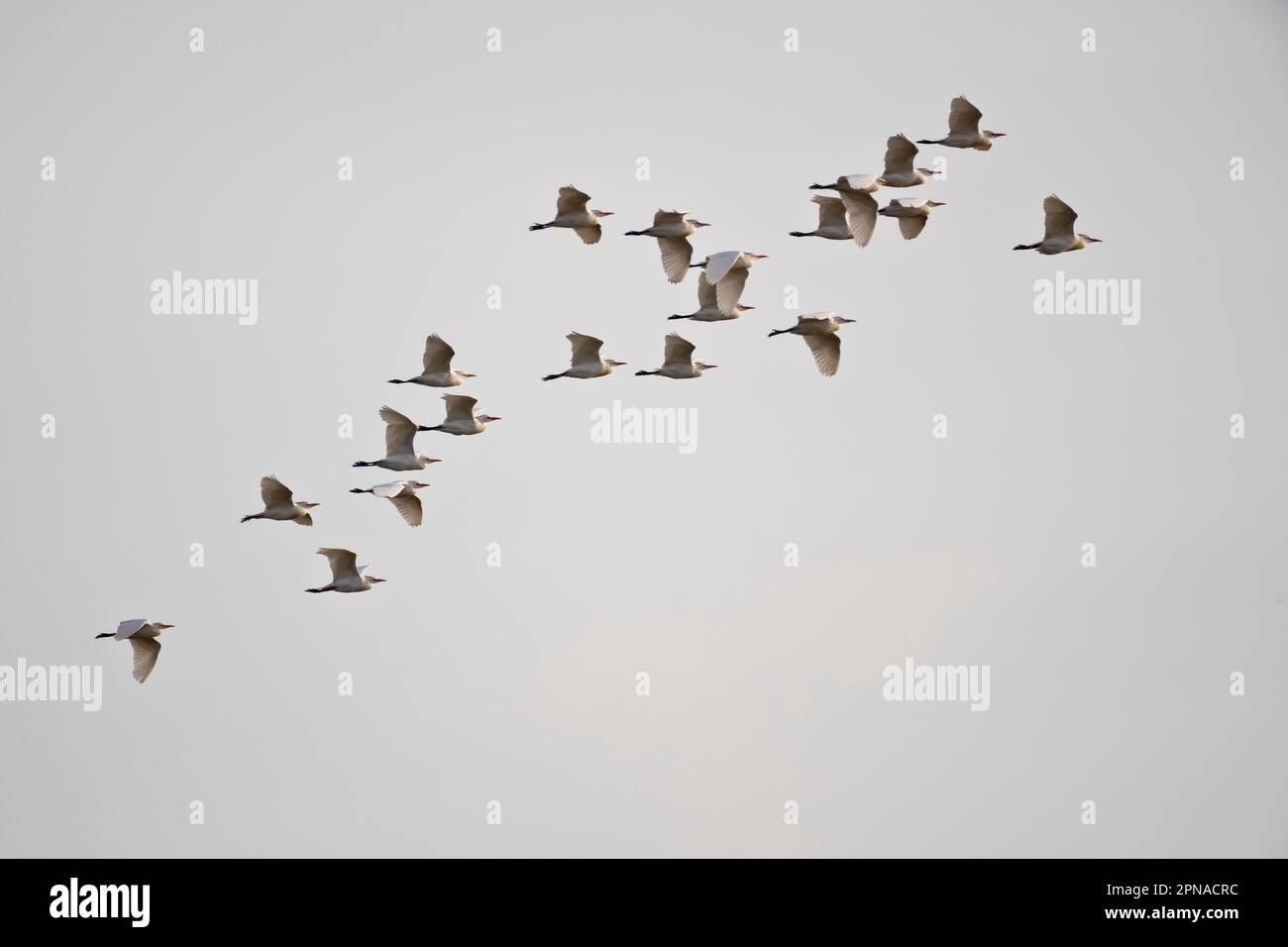Cattle Egret (Bubulcus iris), flying, Coto de Donana, Spain Stock Photo