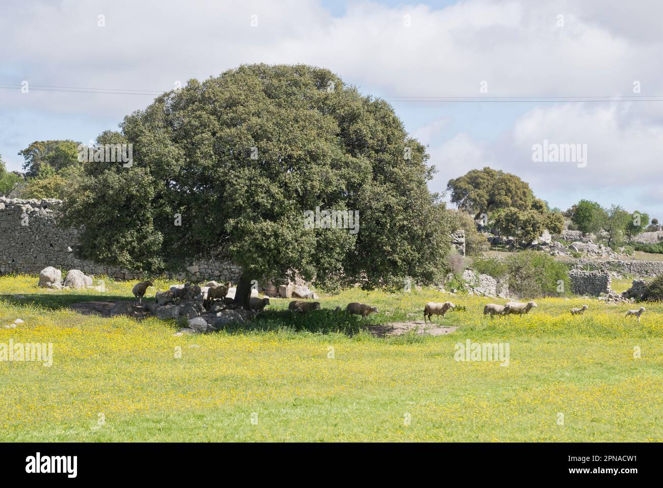 Landscape in Extremadura with sheep under a holm oak (Quercus ilex), Trujillo, Spain Stock Photo