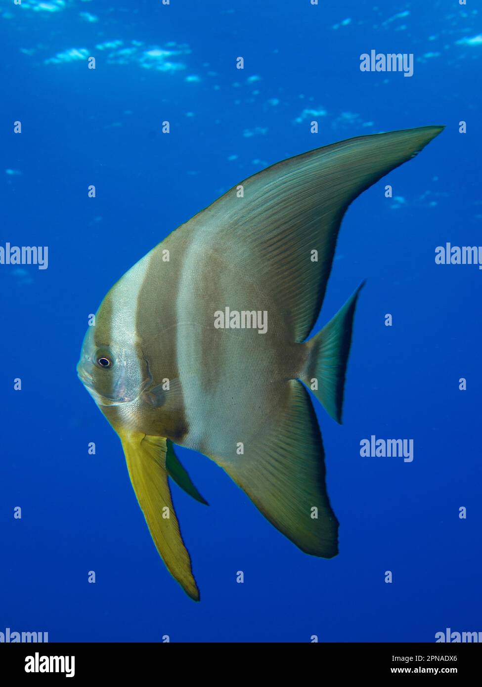 Roundfin Fish Juvenile roundhead batfish (Platax orbicularis), solid blue background ...