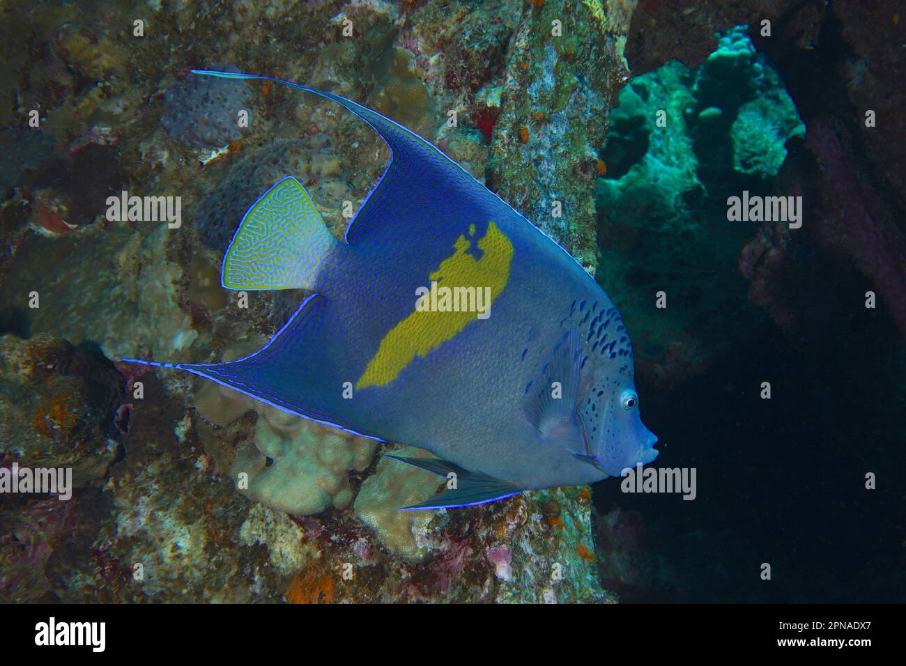 Halfmoon angelfish (Pomacanthus maculosus), Dive site Giannis D wreck, Hurghada, Egypt, Red Sea Stock Photo