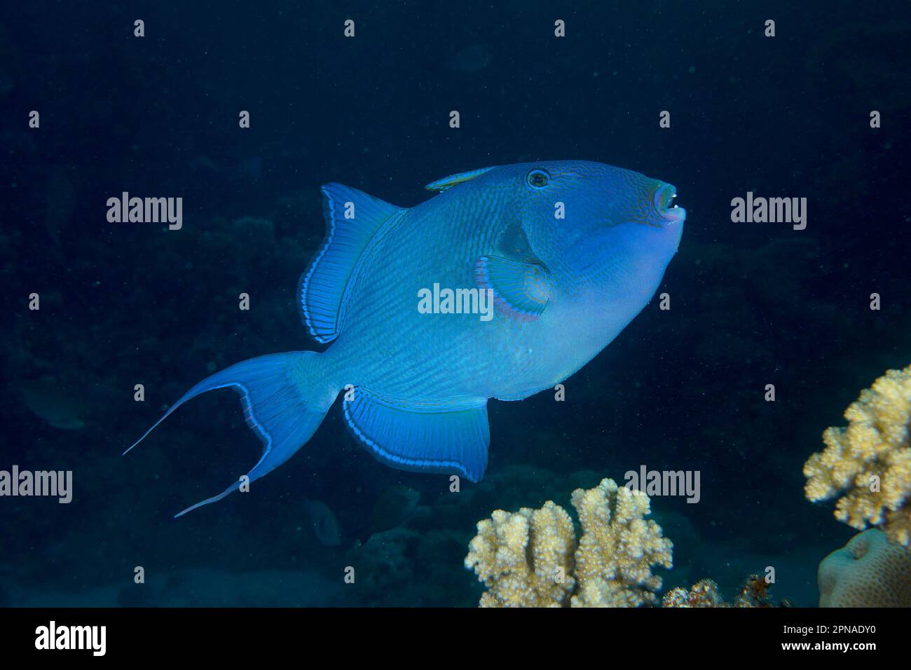 Blue triggerfish (Pseudobalistes fuscus) at night, releasable, dive site House Reef, Mangrove Bay, El Quesir, Red Sea, Egypt Stock Photo