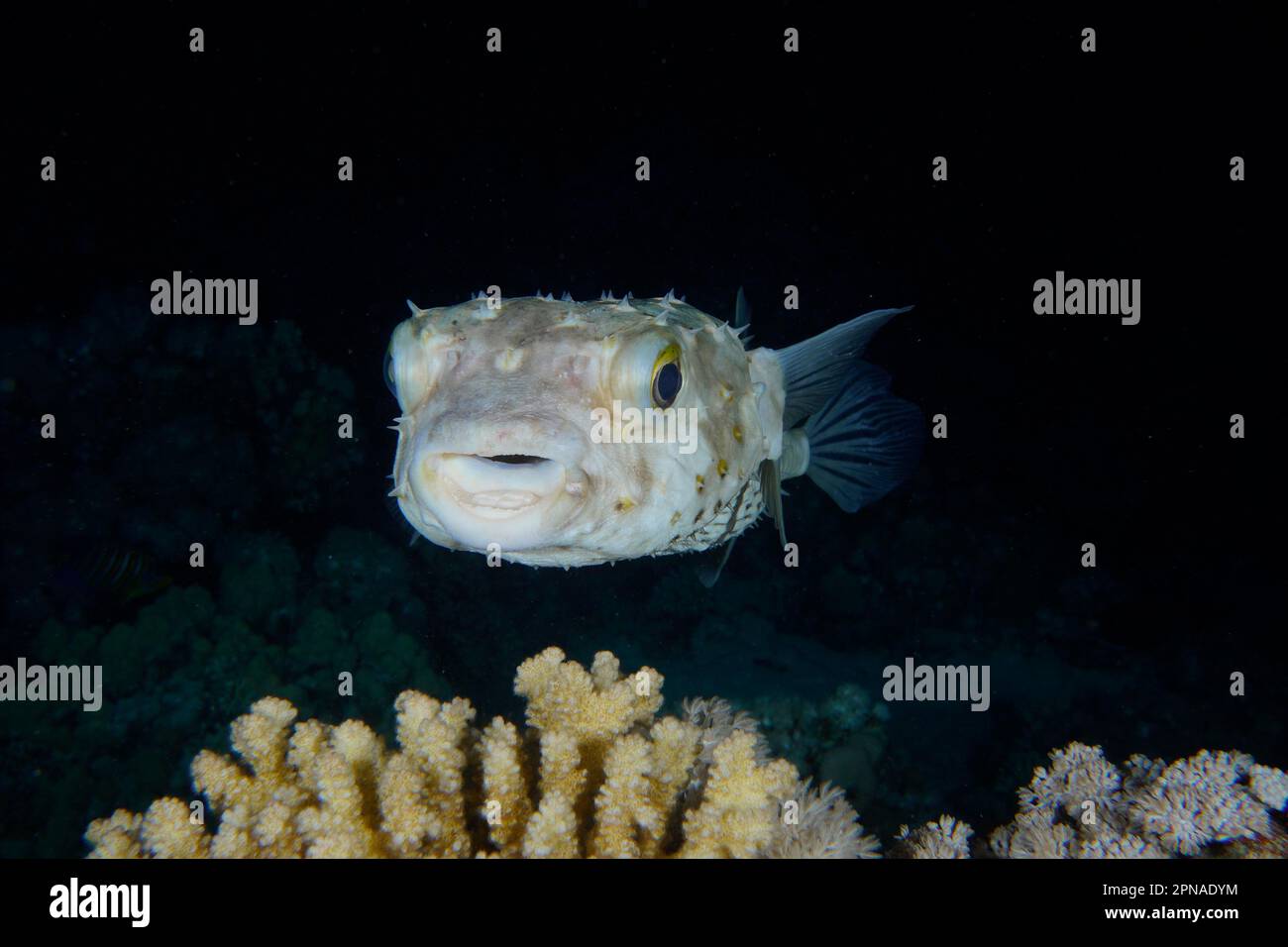 Portrait of spotbase burrfish (Cyclichthys spilostylus) at night. Dive ...