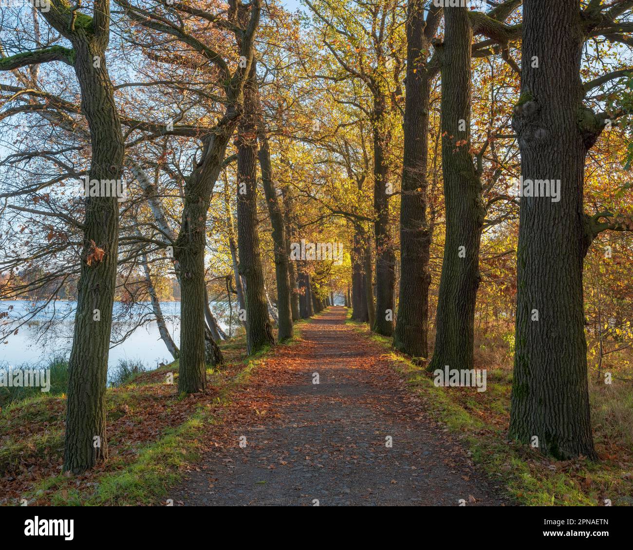 Oak avenue in the Plothen pond area, Plothen ponds, pond landscape, Thuringian Slate Mountains nature park Park, Upper Saale, Plothen, Thuringia Stock Photo