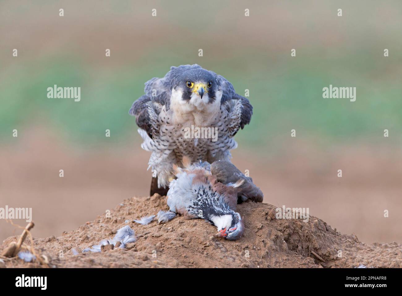 Adult peregrine falcon (Falco peregrinus) moving feathers into position with red-legged partridge (Alectoris rufa) as prey, England, August (in Stock Photo