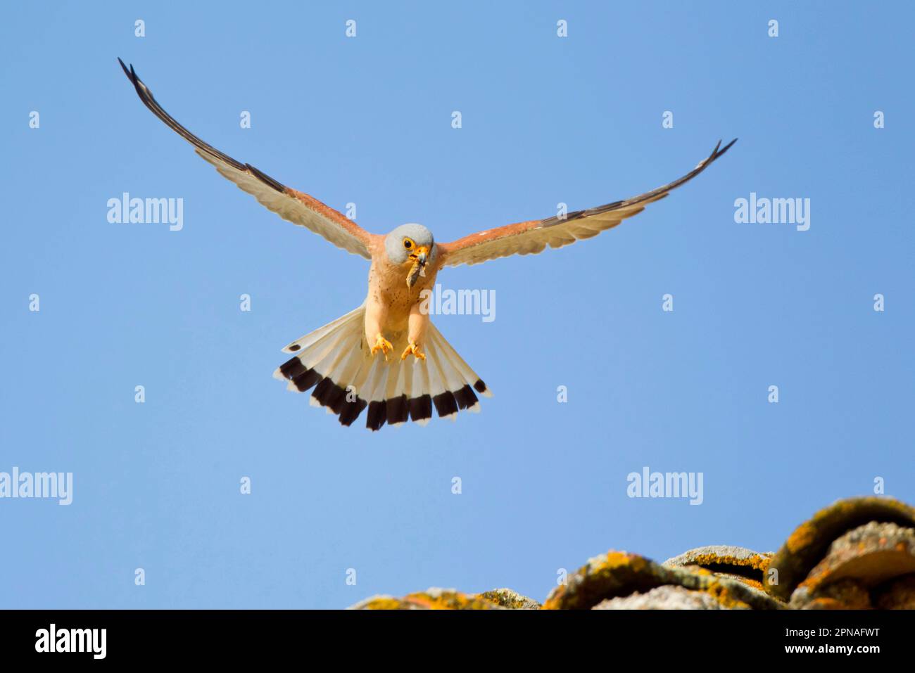 Lesser kestrel (Falco naumanni), adult male, in flight, with european mole cricket (Gryllotalpa gryllotalpa) as prey in its beak, landing on the Stock Photo