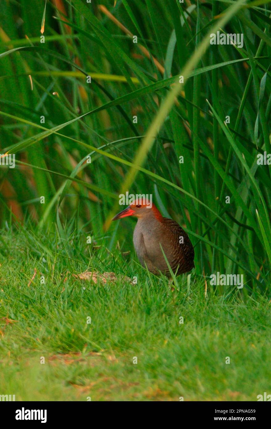 Slaty-breasted Rail (Gallirallus striatus albiventer) adult, standing at edge of marsh, Thailand Stock Photo