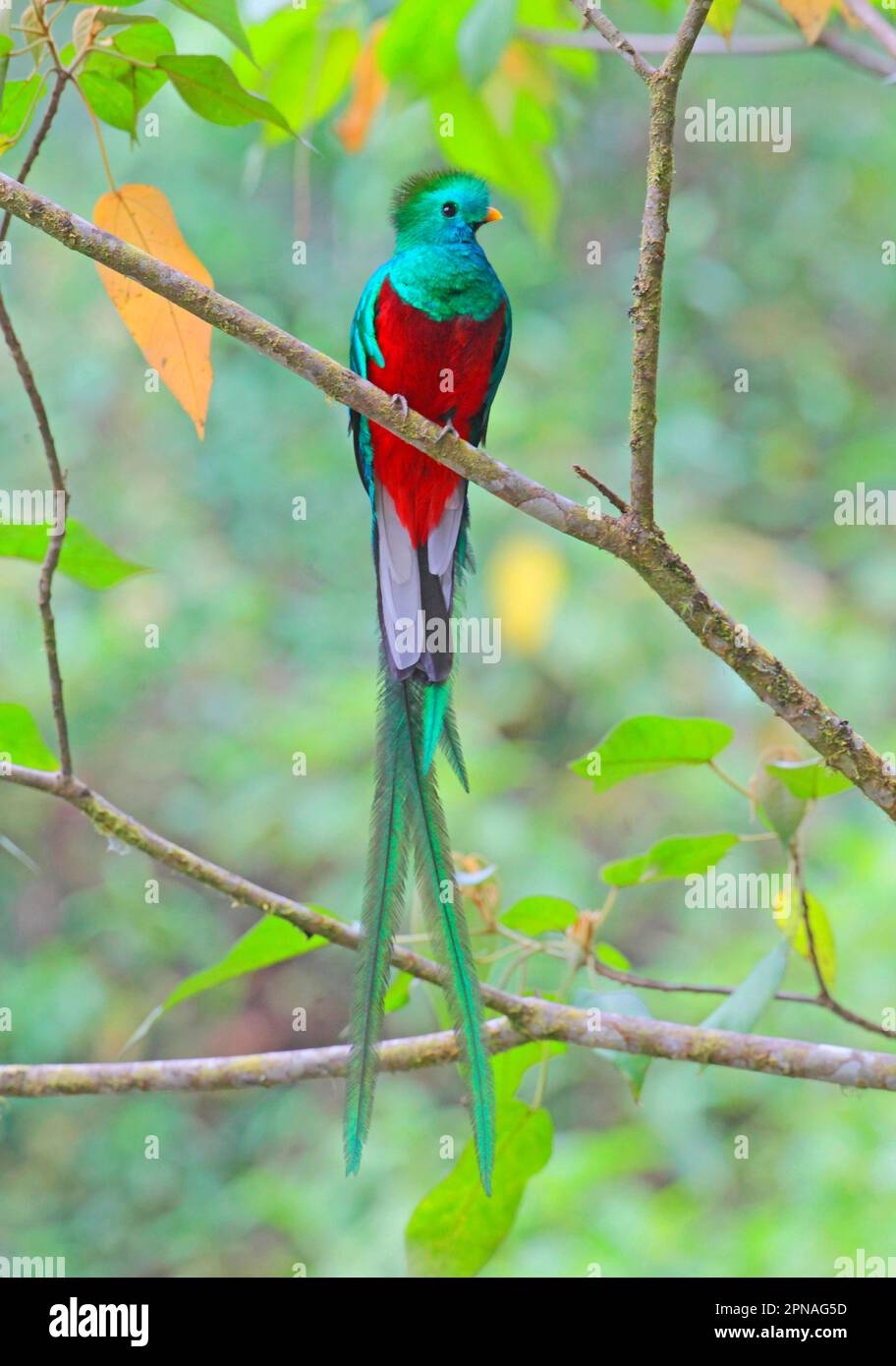 Quetzal, quetzals, bird of the gods, birds of the gods, endangered