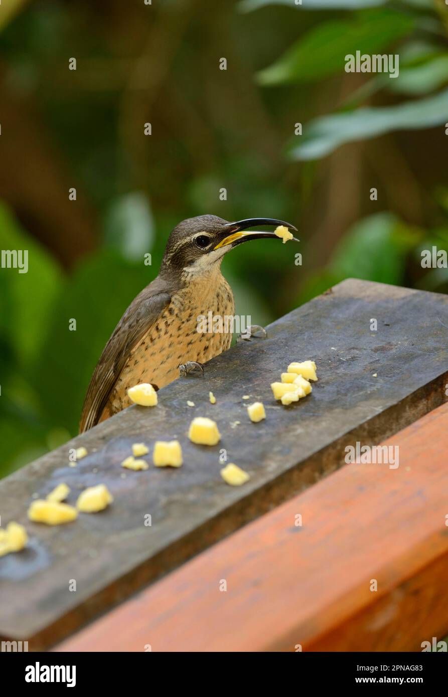 Magnificent Riflebird (Ptiloris magnificus) adult female, feeding on ...